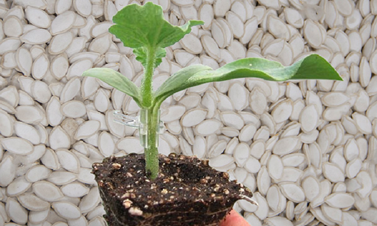 rootstock