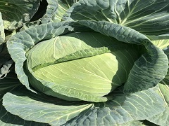 Cabbage