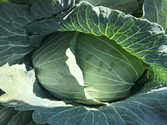 Cabbage