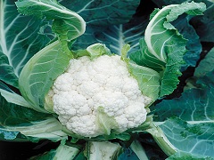 Cauliflower