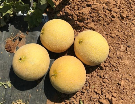 melon