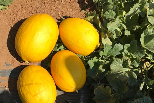 melon