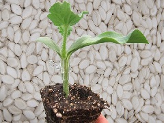 rootstock