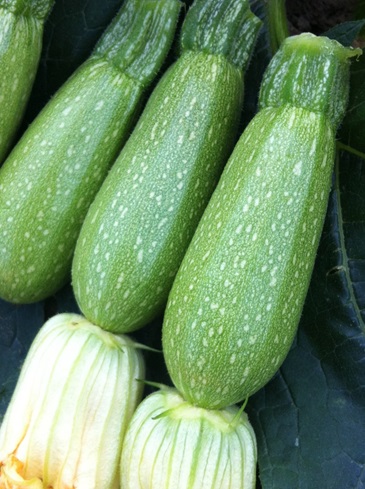 squash