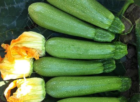 squash