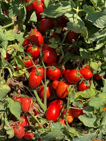 tomato