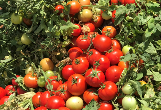tomato
