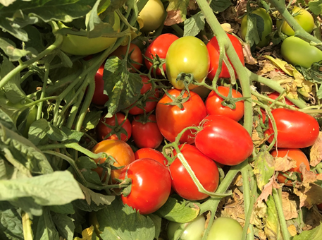 tomato